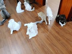 -楼上猫咖(罗湖店)
