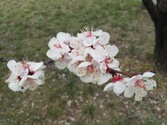 花-秦始皇帝陵博物院-丽山园