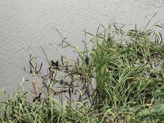 -金银湖国家城市湿地公园