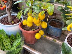 -双季花艺园艺市场(浦东店)