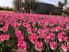 -杭州湾海上花田景区