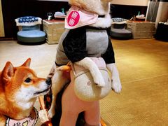 -逗柴咖啡屋·狗咖猫咖宠物桌游