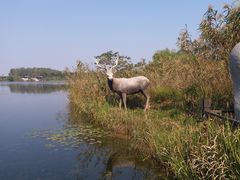 -溱湖国家湿地公园