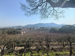 -香雪海