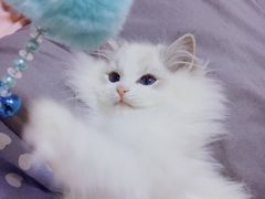 -Bastet sally猫舍购宠(静安店)