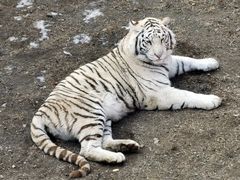 -石家庄市动物园