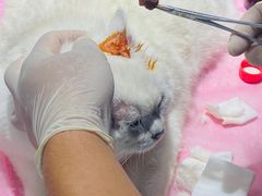 -北京观赏动物医院·24小时大型综合·猫专科·异宠专科