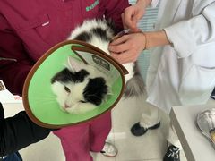 -瑞派福兴宠物医院犬猫全科·骨科·中西医结合(河东店)