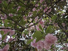 -洛阳市隋唐城遗址植物园