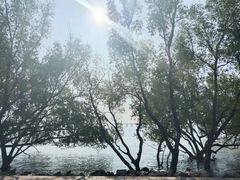 -宝安西湾红树林湿地公园