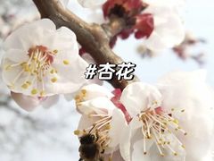 -梅花山(明孝陵内)