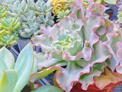 -三圣花乡旅游区