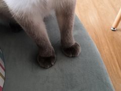 -滚猫咖啡·猫咖·猫友好撸猫(未来城店)