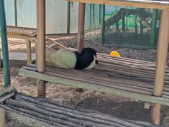 -栾川竹海野生动物园