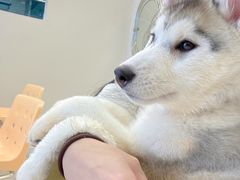 -怪兽屋·羊驼·猫咖·狗咖(俊华广场店)