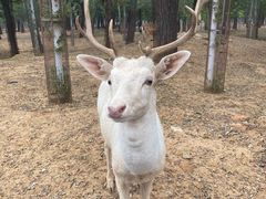 -秦皇岛野生动物园