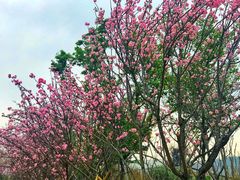 -天适樱花悠乐园