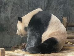 -深圳野生动物园