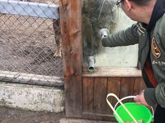 -横道河子东北虎林园