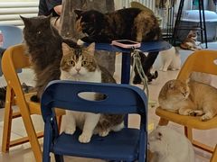 -平行世界·猫咖(首经贸店)