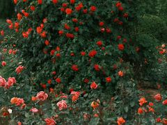 -桃花堤公园