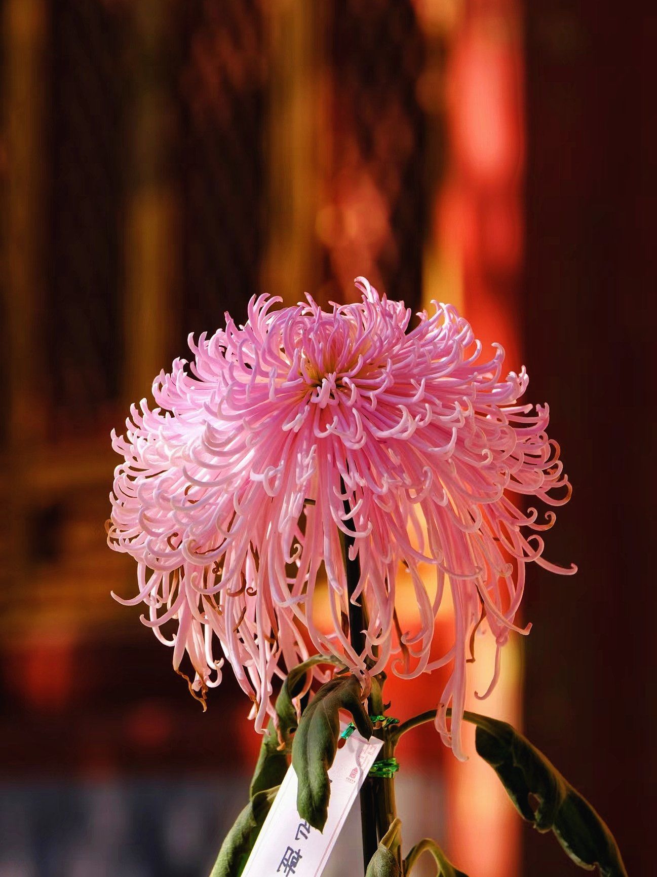 故宫里面的菊花就是雍容华贵!