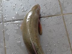 -蜀香川菜鱼庄(然乌店)