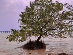 -宝安西湾红树林湿地公园
