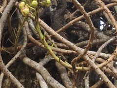 -槟城植物园