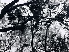 -黔灵山公园