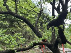 -洛阳白云山景区