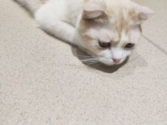 -藏猫猫咖啡主题馆(中央大道店)