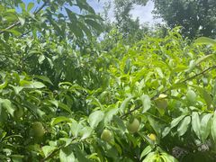 -桃源山庄·水蜜桃采摘·柴火鸡·烧烤团建(龙泉山店)