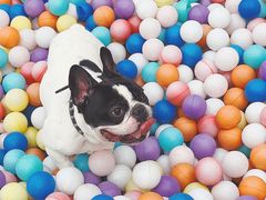 -汪说喵讲宠物乐园宠物酒店(红星美凯龙店)