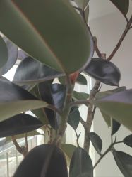 -HEYAN荷妍专业脱毛连锁机构