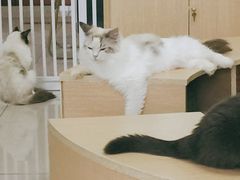 -鼓捣猫呢主题猫咖店