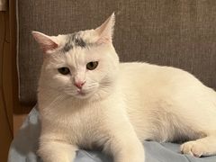 -萌兽医馆·犬猫专科·眼科中心·宠物医院(朝阳门分院)