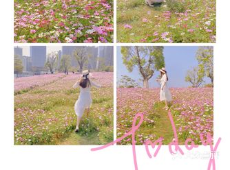 深圳0元拍照/随手拍出来的照片格桑花海超美今天去了福