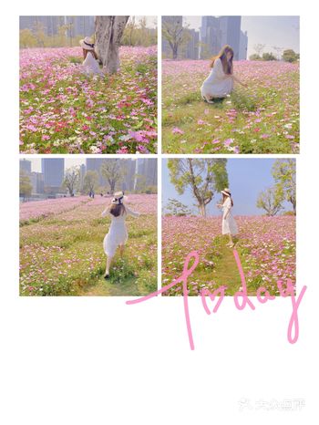 深圳0元拍照/随手拍出来的照片格桑花海超美今天去了福