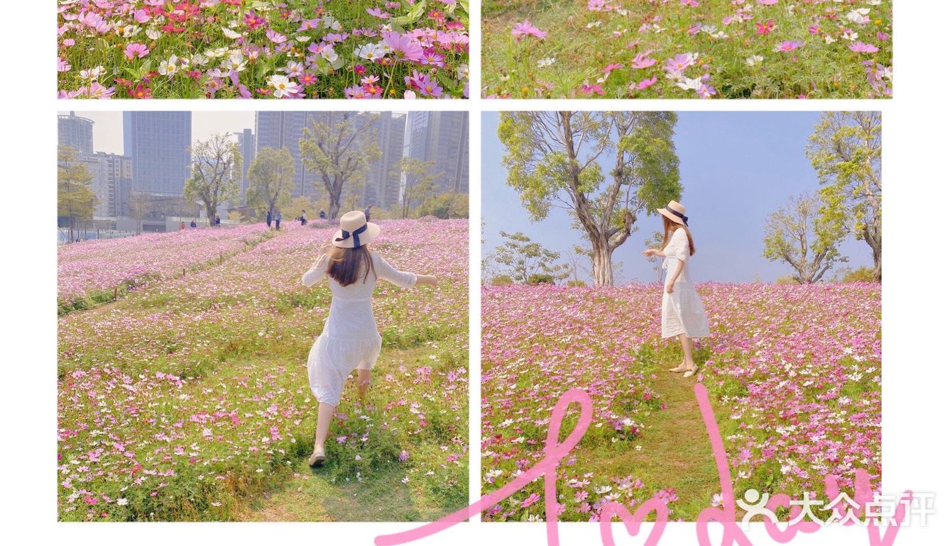 深圳最美格桑花海