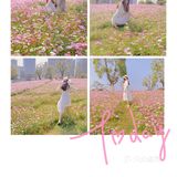 深圳最美格桑花海