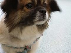 android_upload_pic-A猫a狗全科·犬猫异宠·芥西宠物医院(南开总院)