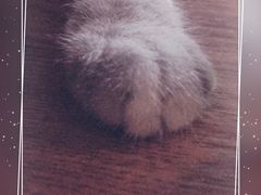 -李小姐の猫咖啡馆(五角场店)