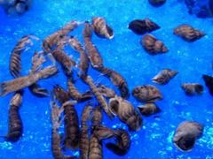 -海皇食府(水都假日酒店店)