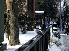 -北海道厅旧本厅舍(旧本庁舎)