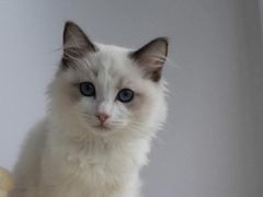 -Bastet sally猫舍购宠(静安店)
