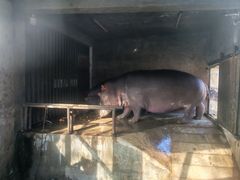 -合肥野生动物园