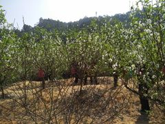 -南国桃园旅游度假区