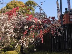 -上野公园花园稻荷神社(忍岡稲荷神社)