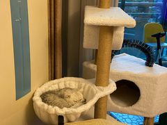 -东方名猫馆·英短金渐层布偶猫舍(环线广场1号楼店)